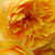 Żółty  - Angielska róża - Ausmas
